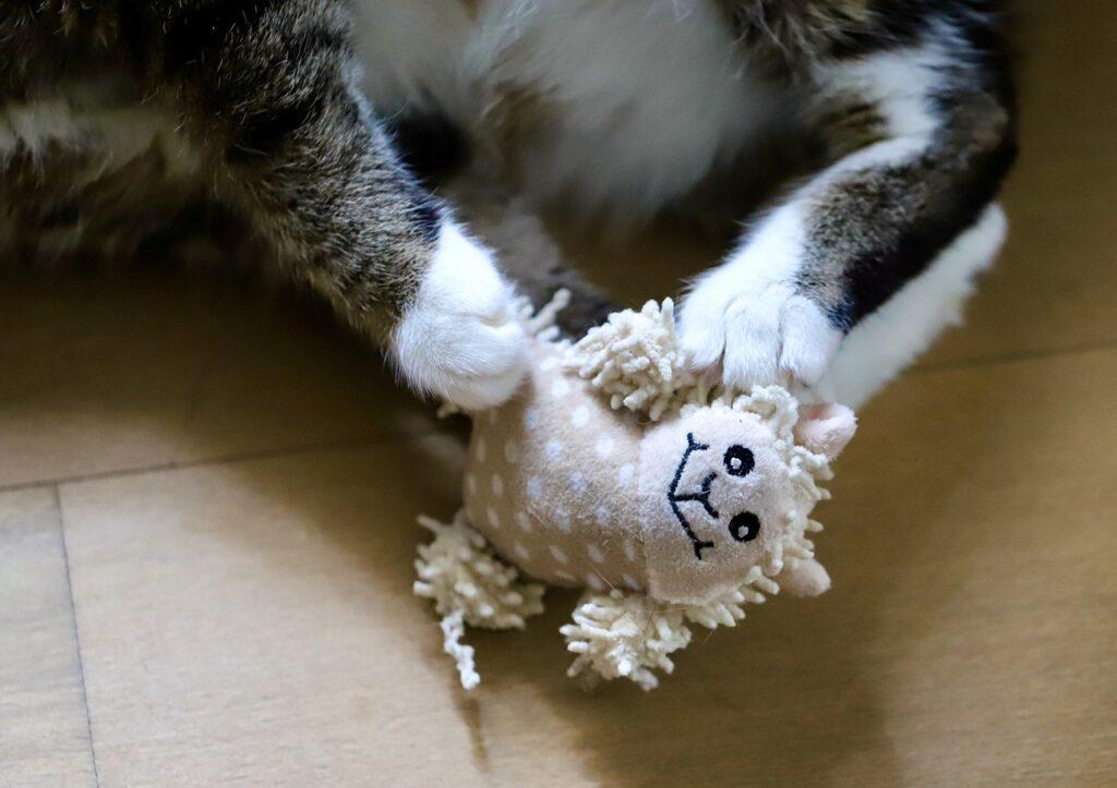 accessoires chat
