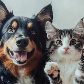 Animalerie